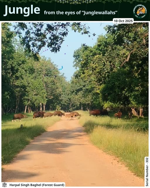Seoni: A herd of gaurs captured on camera near Turiya Gate – a spectacular sight for wildlife lovers Seoni: A herd of gaurs captured on camera near Turiya Gate – a spectacular sight for wildlife lovers