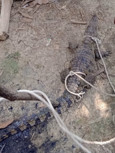 तालाब किनारे बैठे एक मगरमच्छ को ग्रामीणों ने पकड़ा ।