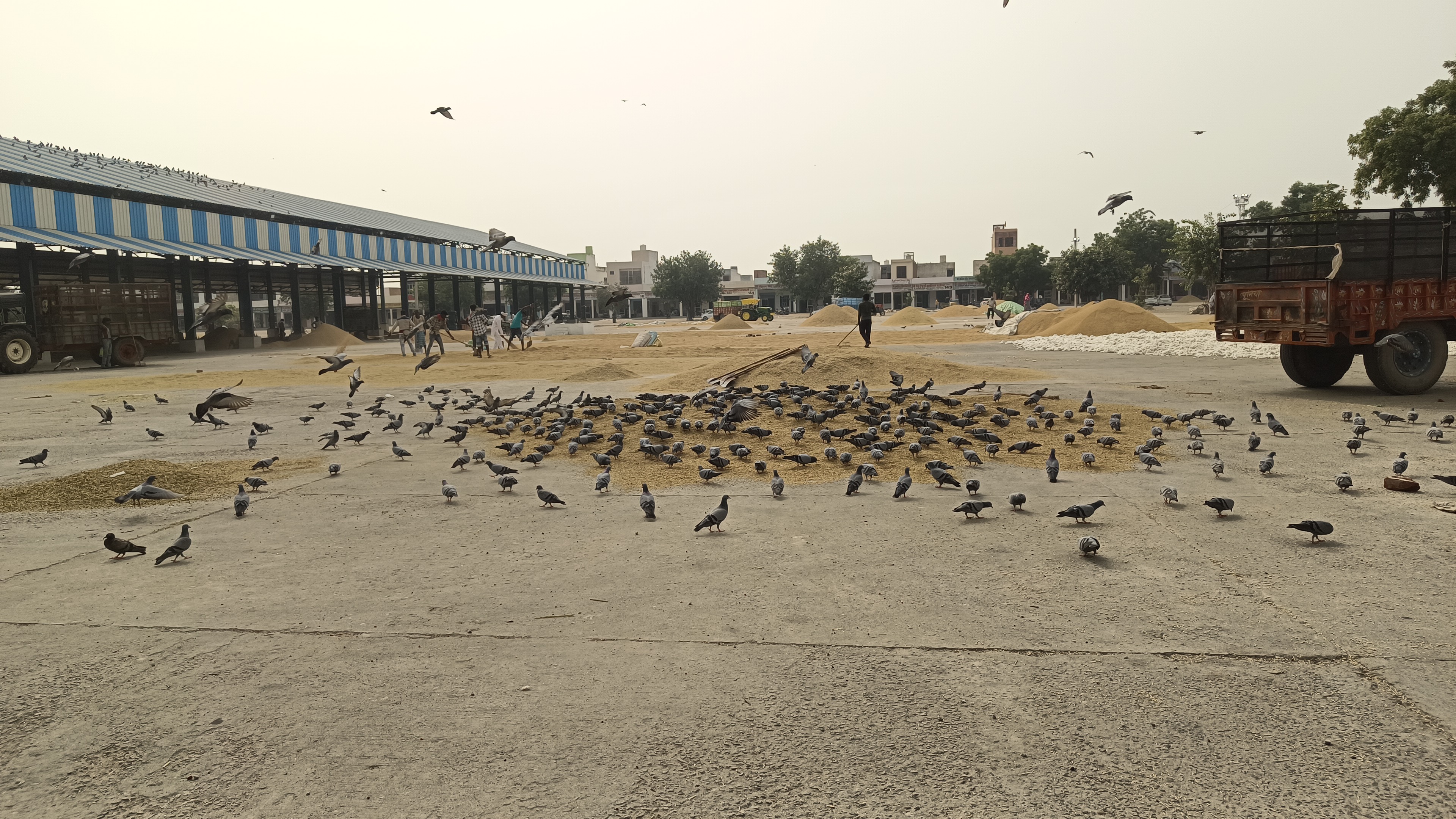 मंडी में आई धान।