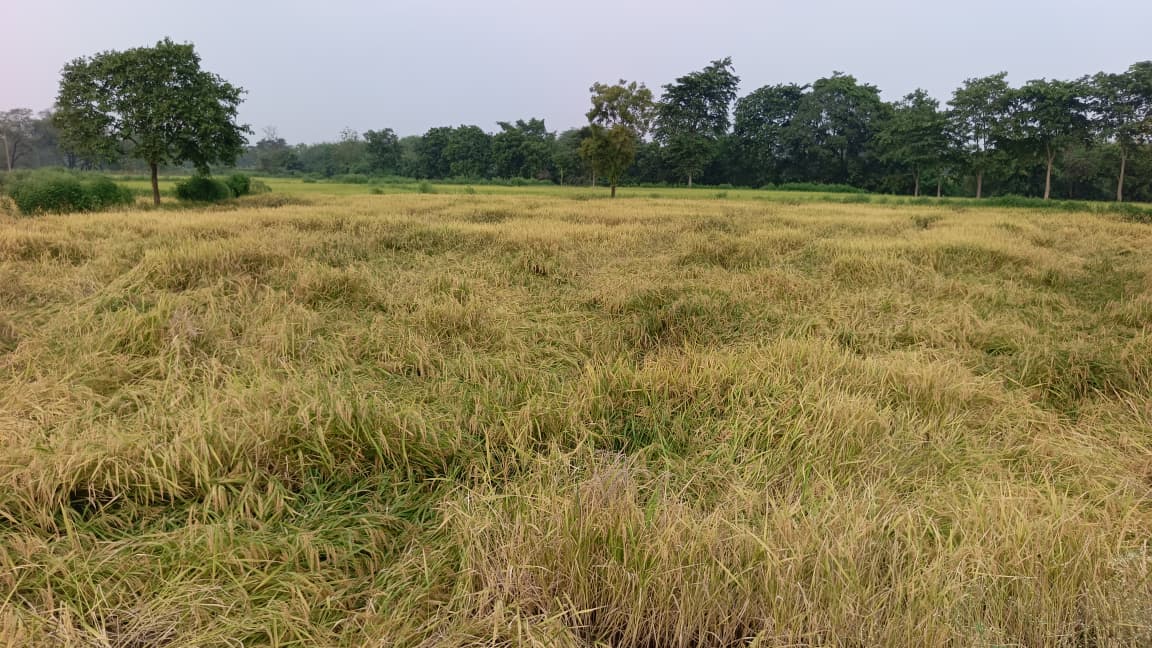 इस तरह से खेत में गिर गई है फसल।