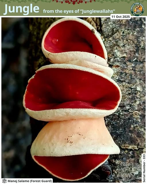MP: Hidden Colors of the Forest - Mauve Elf Cup