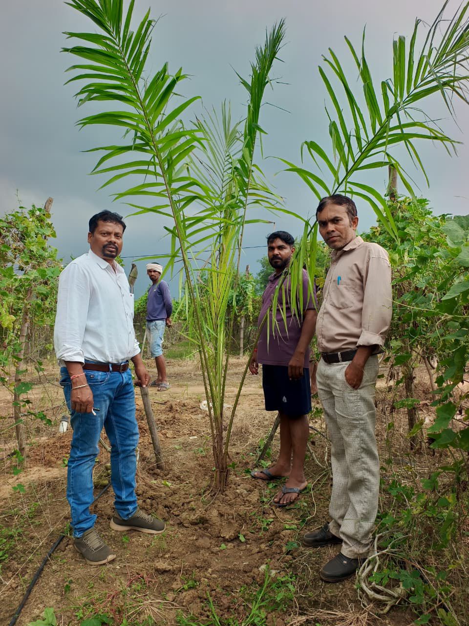 पाम के तैयार हो रहे पौधों के साथ खड़े हुए ग्रामीण साथ में विभागीय अधिकारी कर्मचारी।