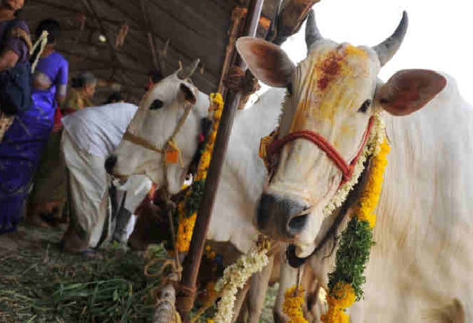 गाय को राष्ट्रमाता का दर्जा दिलाने के लिए जयपुर में जुटे गौ भक्त गाय को राष्ट्रमाता का दर्जा दिलाने के लिए जयपुर में जुटे गौ भक्त