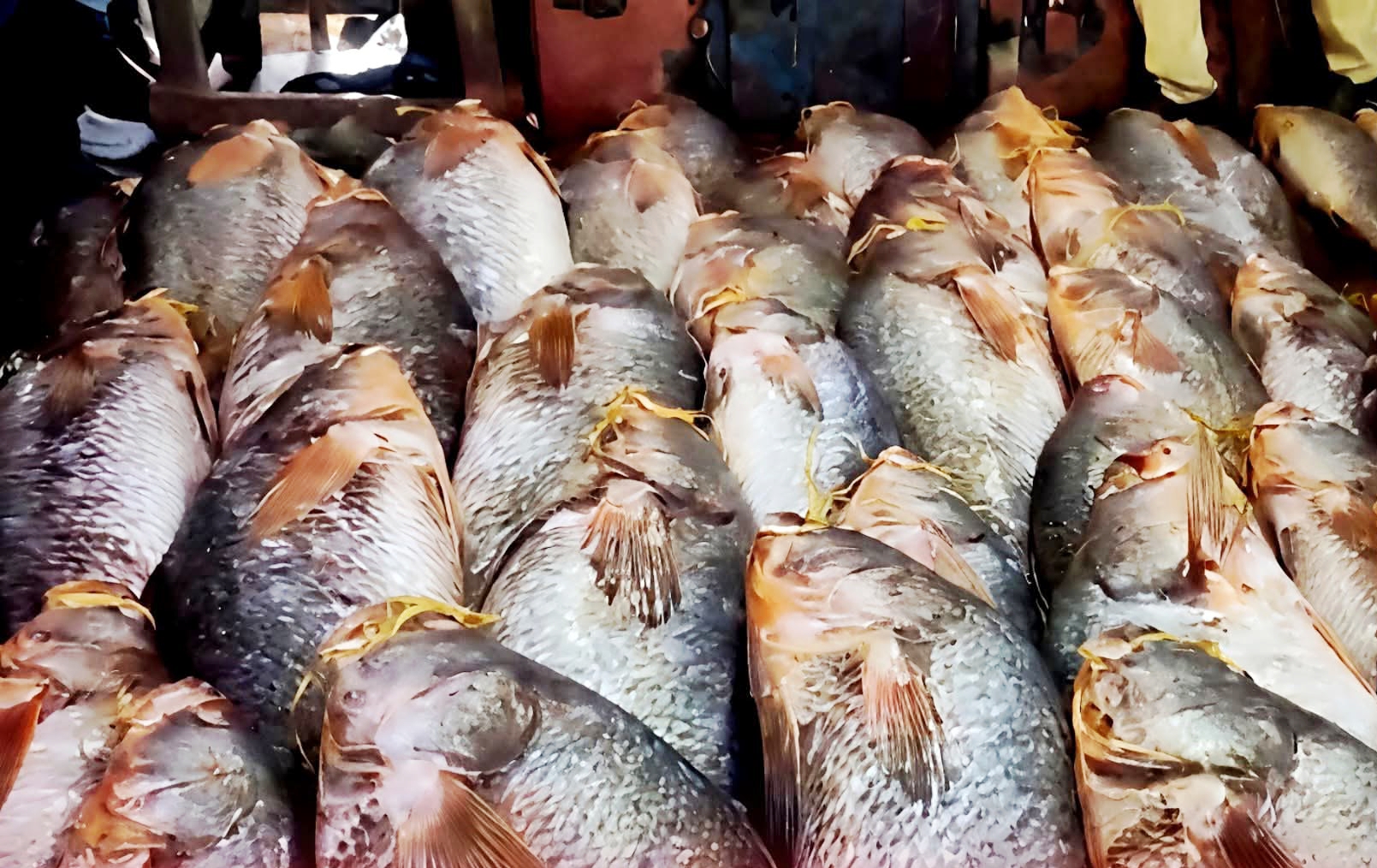 तेलिया भोला मछली तेलिया भोला मछली