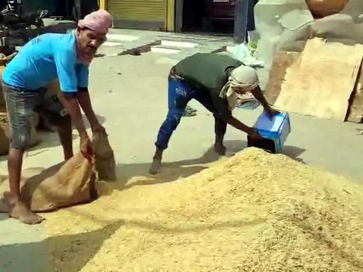 अनाज को बोरियों में भरते मजदूर। अनाज को बोरियों में भरते मजदूर।