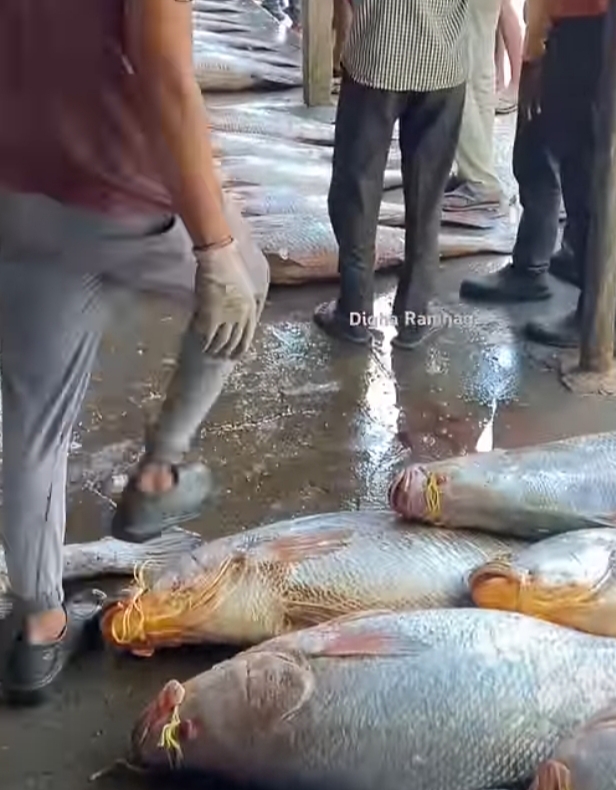 तेलिया भोला मछली पकड़ी गई तेलिया भोला मछली पकड़ी गई