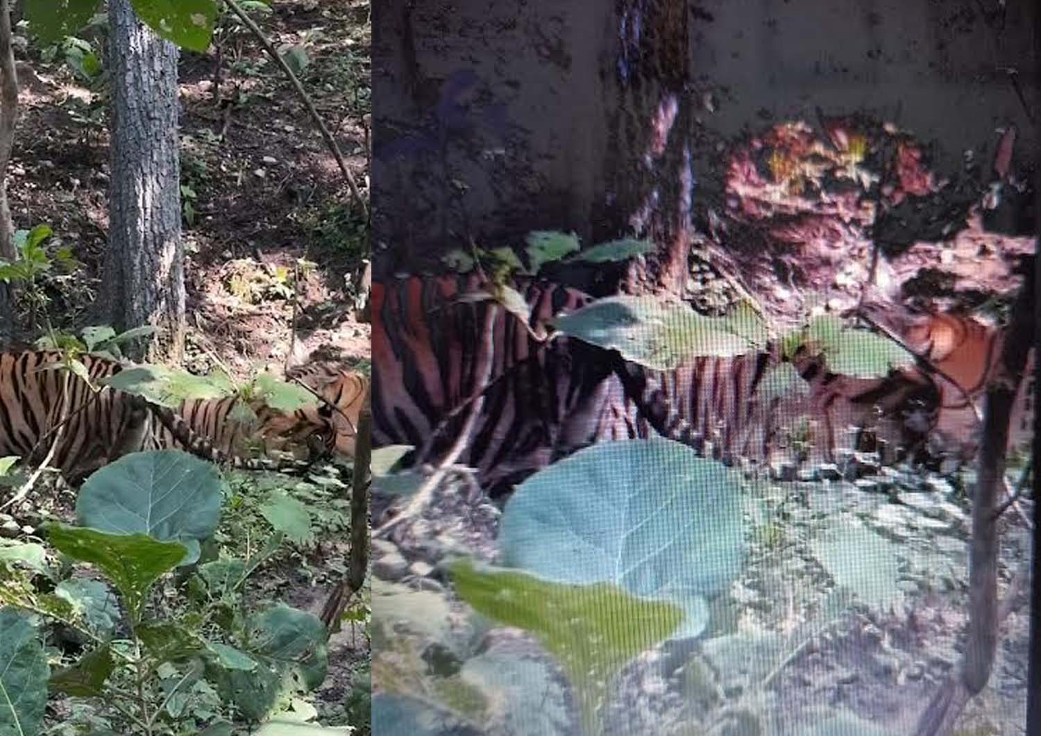 Seoni: Heartbreaking video emerges from Pench Tiger Reserve