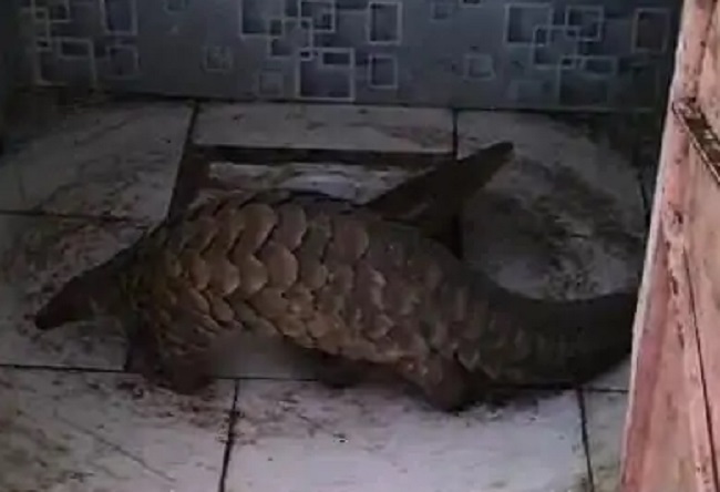 रतलाम में मिला दुर्लभ जीव पैंगोलिन रतलाम में मिला दुर्लभ जीव पैंगोलिन