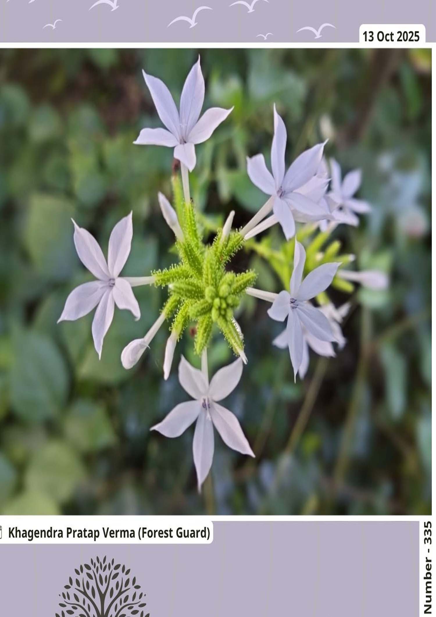 Seoni: Rare medicinal plant 'Chitrak' comes to the notice of patrol team Seoni: Rare medicinal plant 'Chitrak' comes to the notice of patrol team