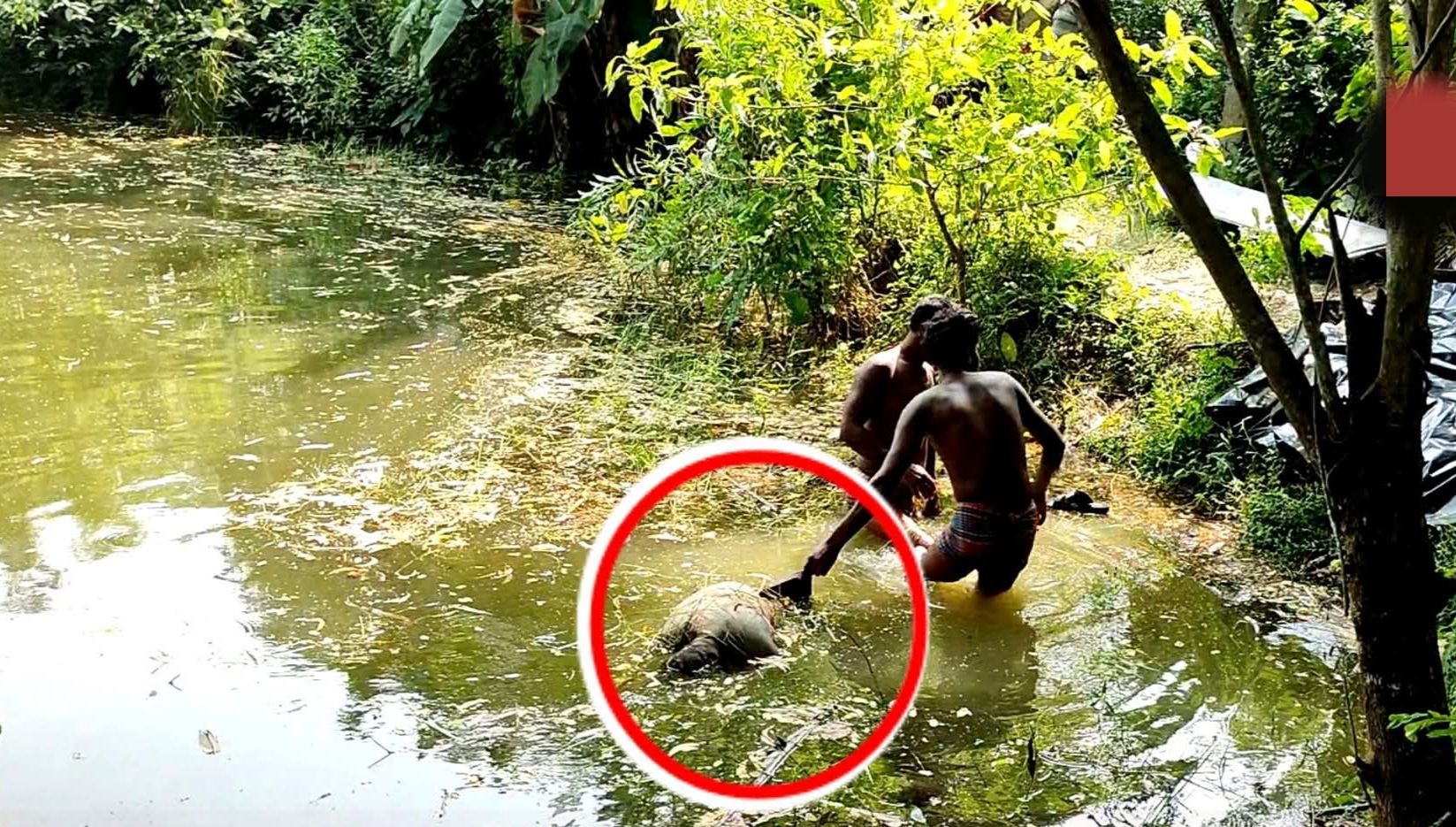 नारायणगढ़ में मिली शव नारायणगढ़ में मिली शव