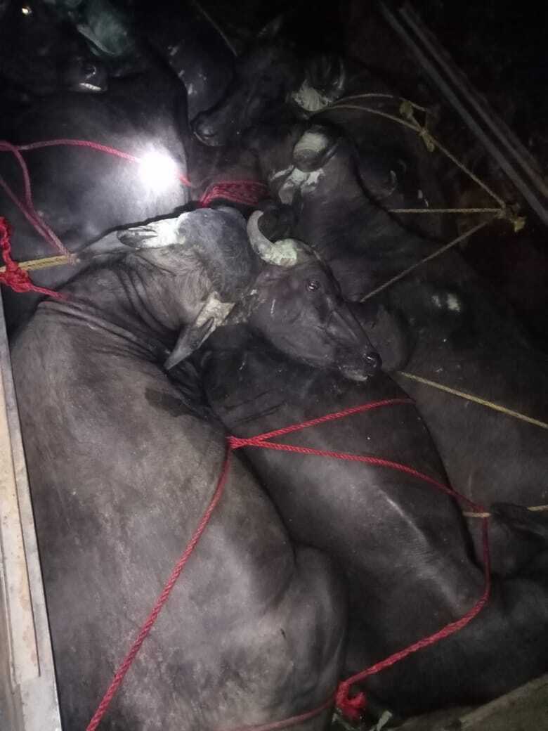 पकडे गये जानवर पकडे गये जानवर