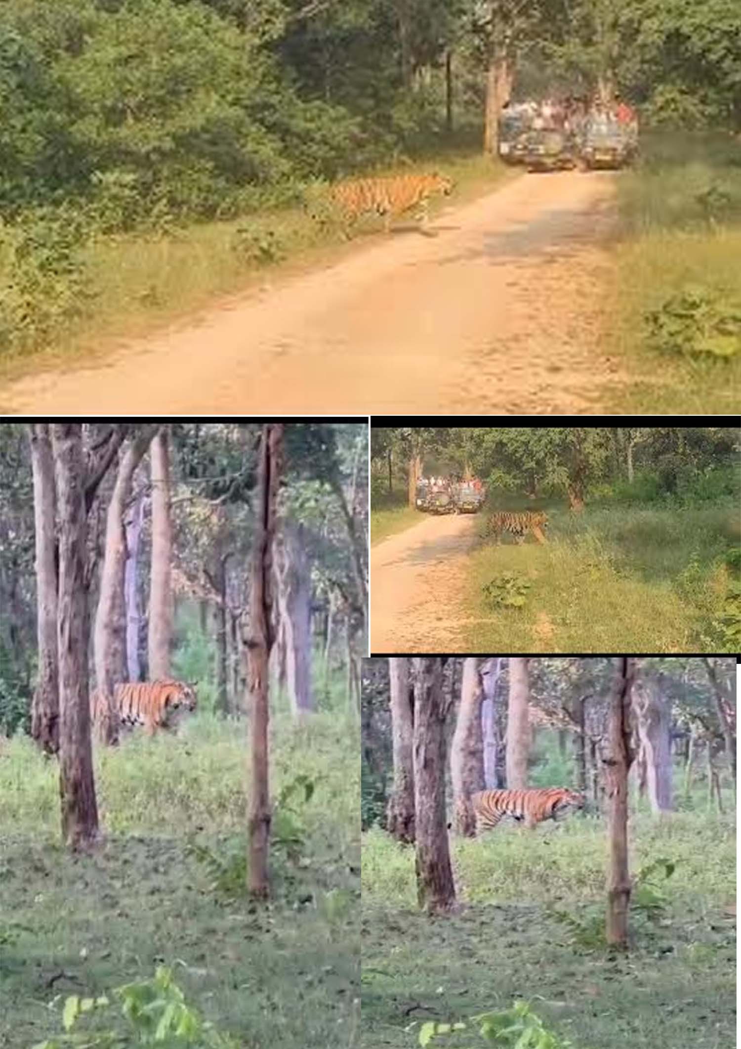 Seoni: Tourists saw tiger and leopard at Turiya Gate. Seoni: Tourists saw tiger and leopard at Turiya Gate.