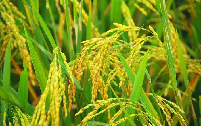 प्रतीकात्मक फोटो प्रतीकात्मक फोटो