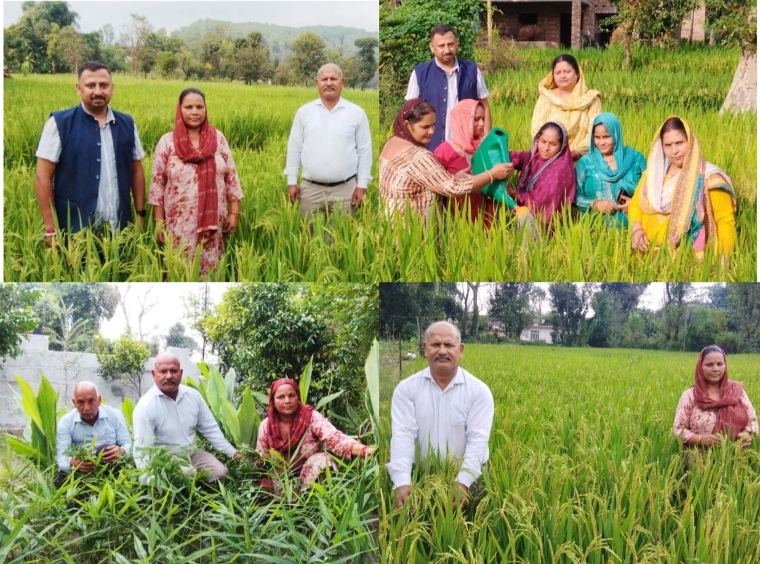 प्राकृतिक खेती से तैयार धान की फसल। प्राकृतिक खेती से तैयार धान की फसल।