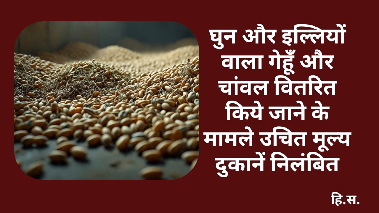 घुन और इल्लियों वाला गेहूँ और चांवल वितरित किये जाने के मामले उचित मूल्य दुकानें निलंबित