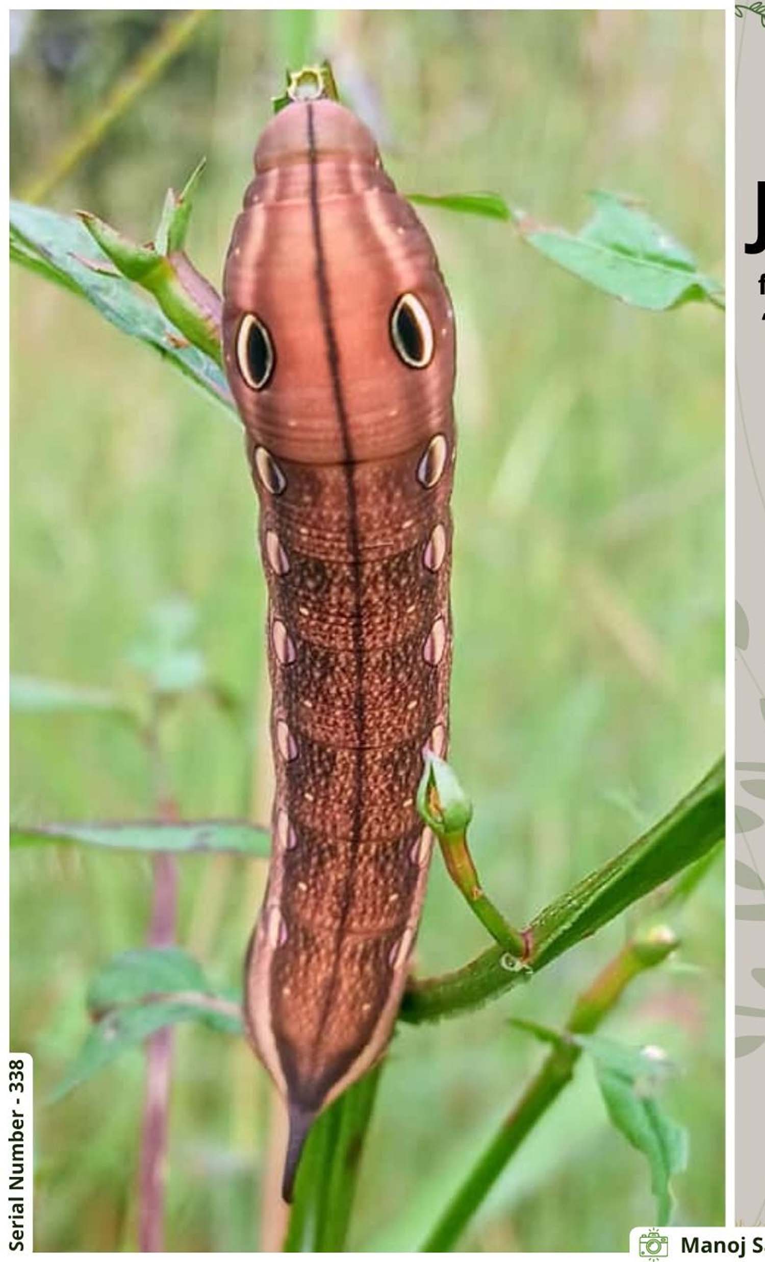 Seoni: Larvae of the attractive 'Vine Hawk Moth' spotted in Pench National Park