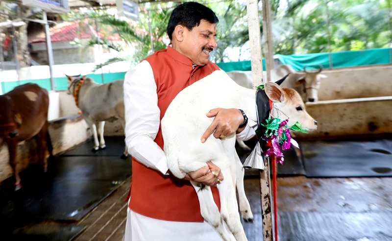 मुख्यमंत्री मोहन यादव गौवंश को दुलारते हुए (फाइल फोटो)