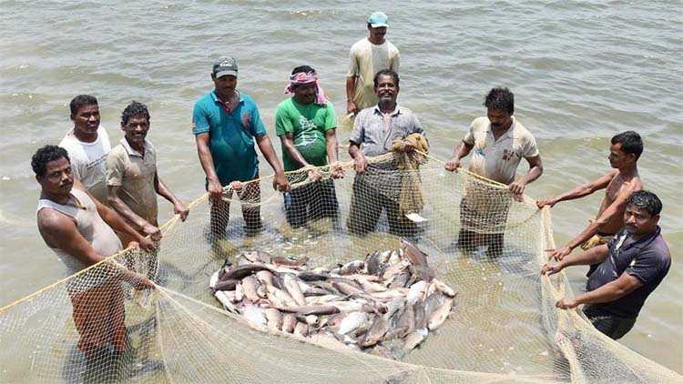 मत्स्य पालन मत्स्य पालन