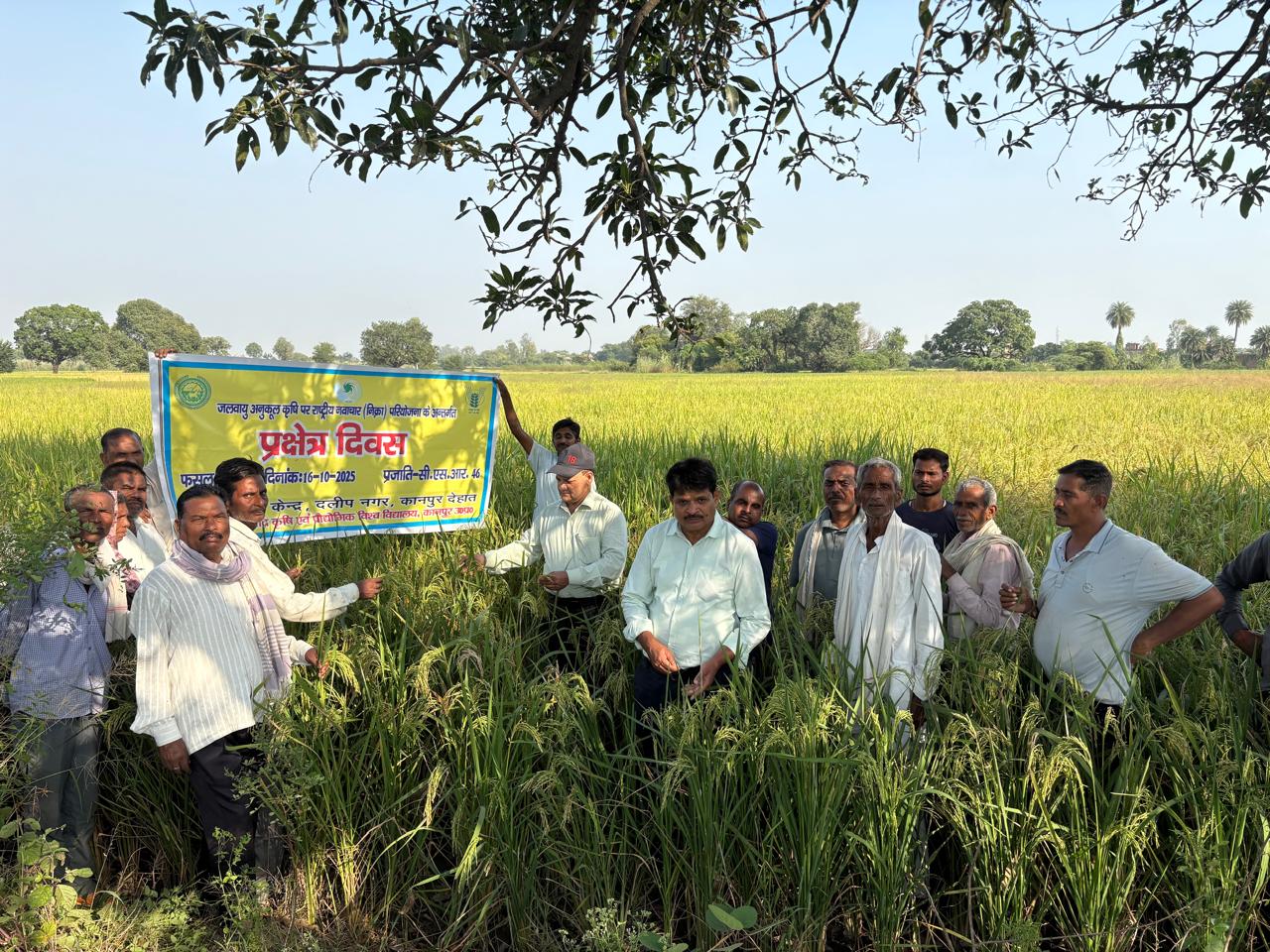 सीएसआर 46 धान की यह किस्म जलवायु व ऊसर भूमि के लिए अनुकूल सीएसआर 46 धान की यह किस्म जलवायु व ऊसर भूमि के लिए अनुकूल