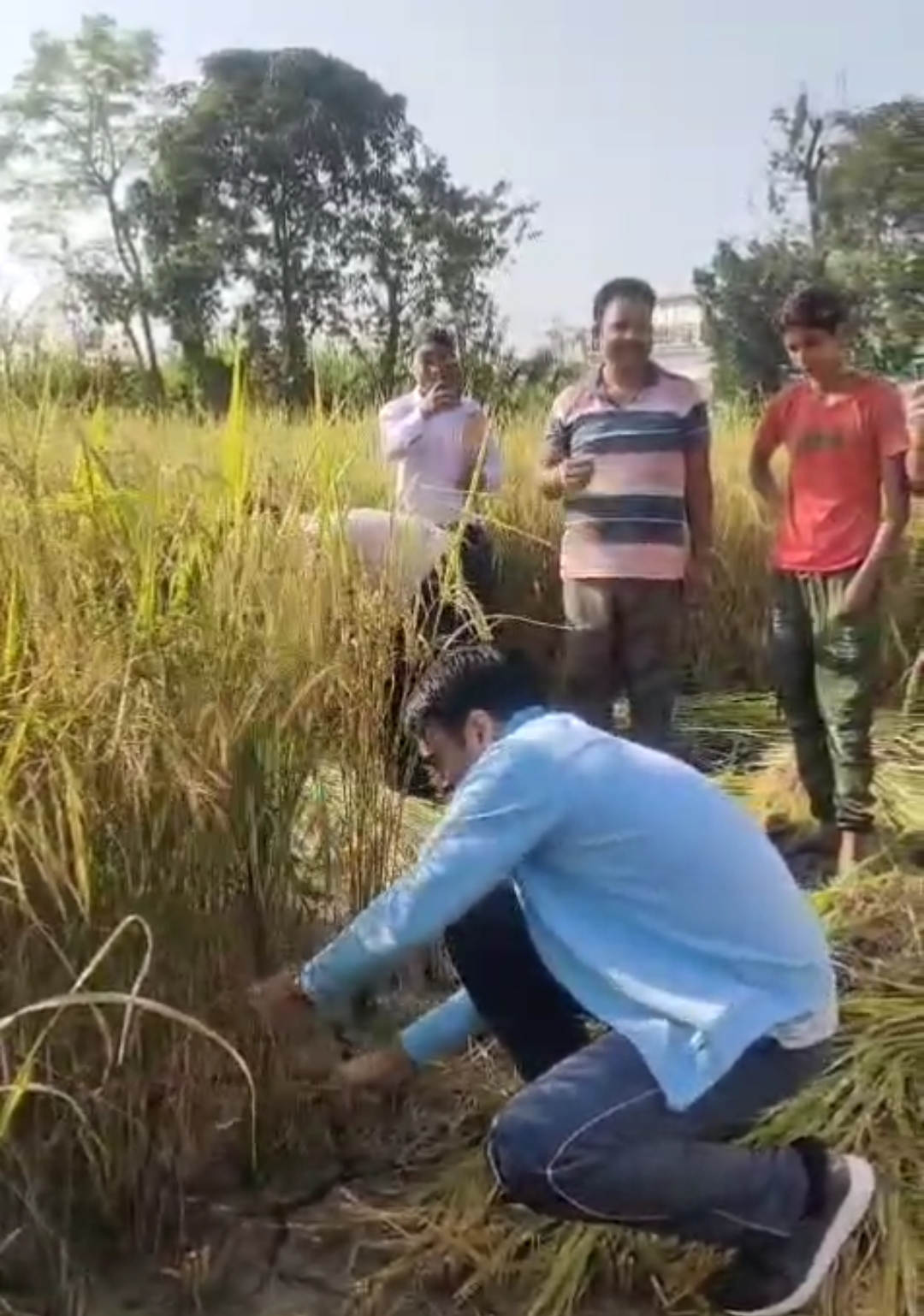 देहरादून जिलाधिकारी साविन बंशल धान कार्पिंग करते। देहरादून जिलाधिकारी साविन बंशल धान कार्पिंग करते।