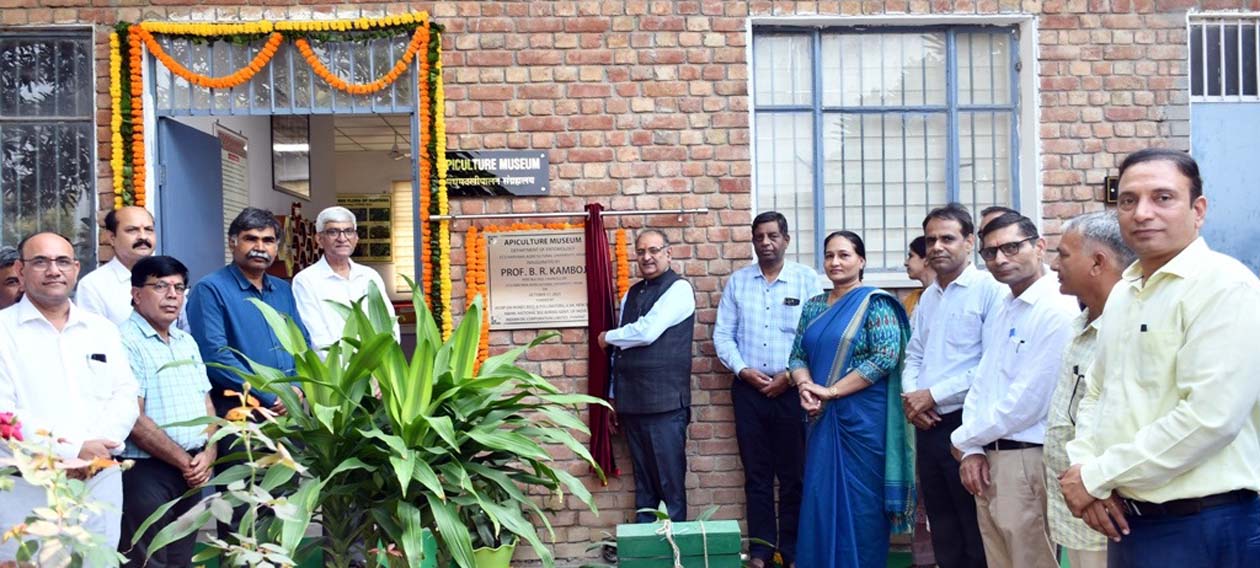 कुलपति प्रो. बीआर कम्बोज मधुमक्खी संग्रहालय का उद्घाटन करते हुए।