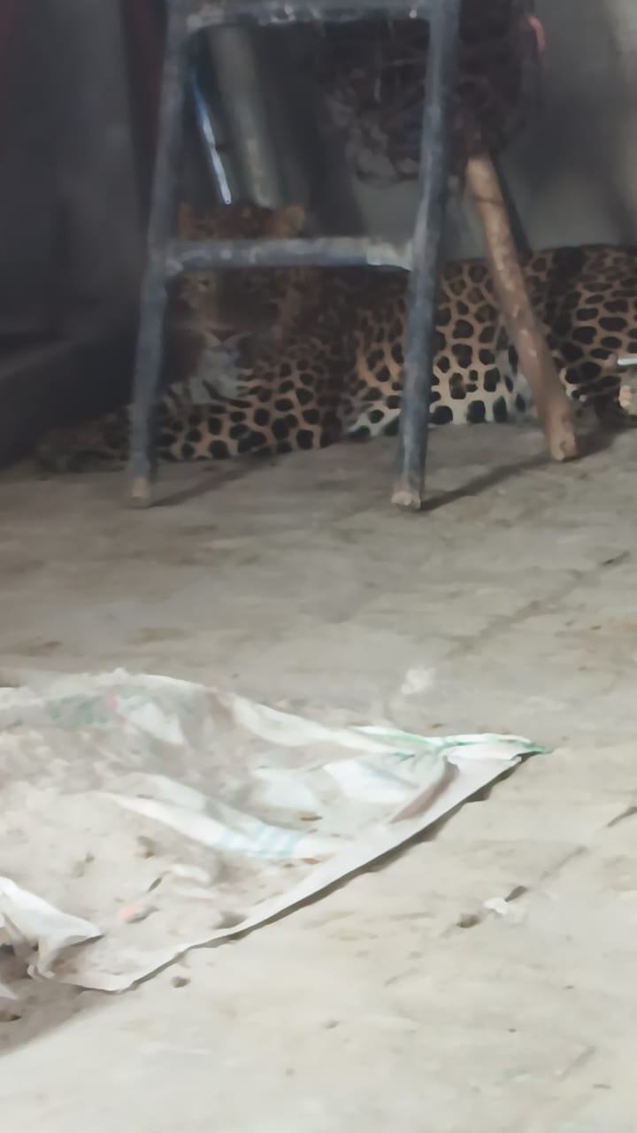 तेंदुए। तेंदुए।