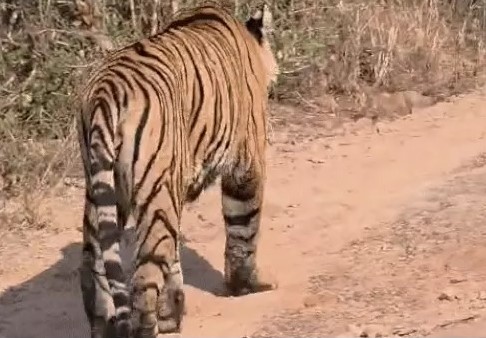 रणथंभौर रणथंभौर