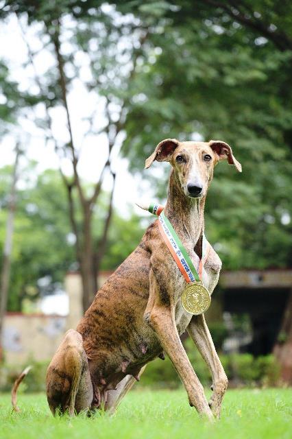 मुधोल हाउंड (फाइल फोटो)