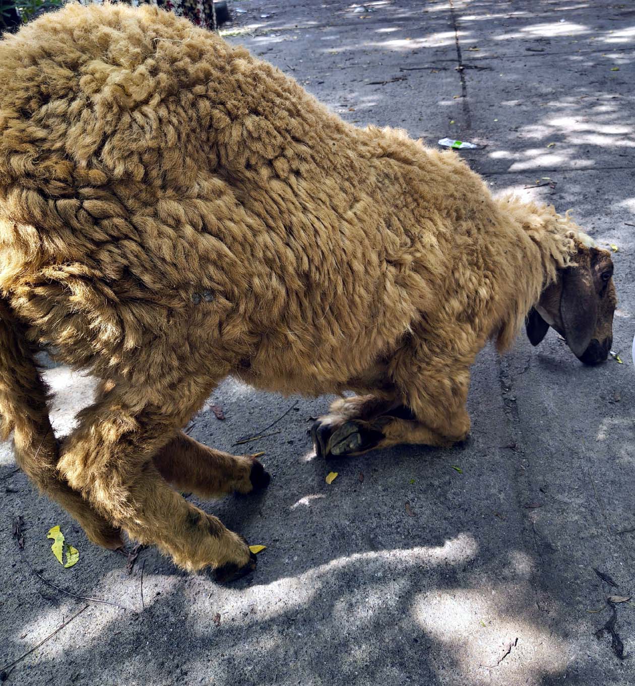 फुट रॉट बीमारी से पीड़ित भेड़। फुट रॉट बीमारी से पीड़ित भेड़।