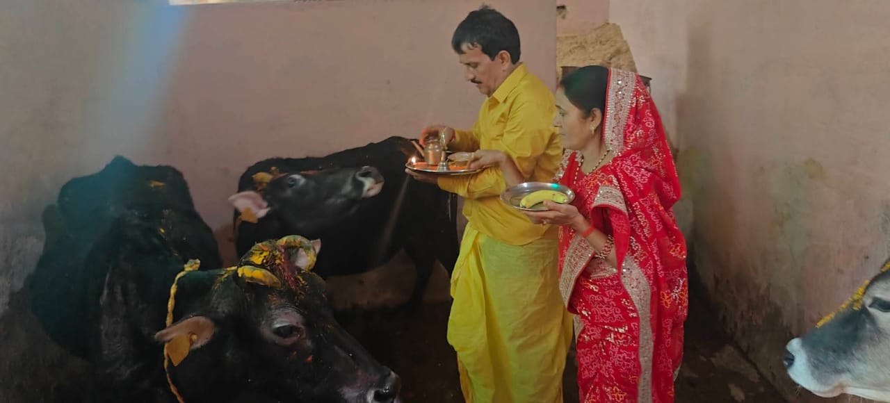 गाैवंश की पूजा करते गाैपालक गाैवंश की पूजा करते गाैपालक