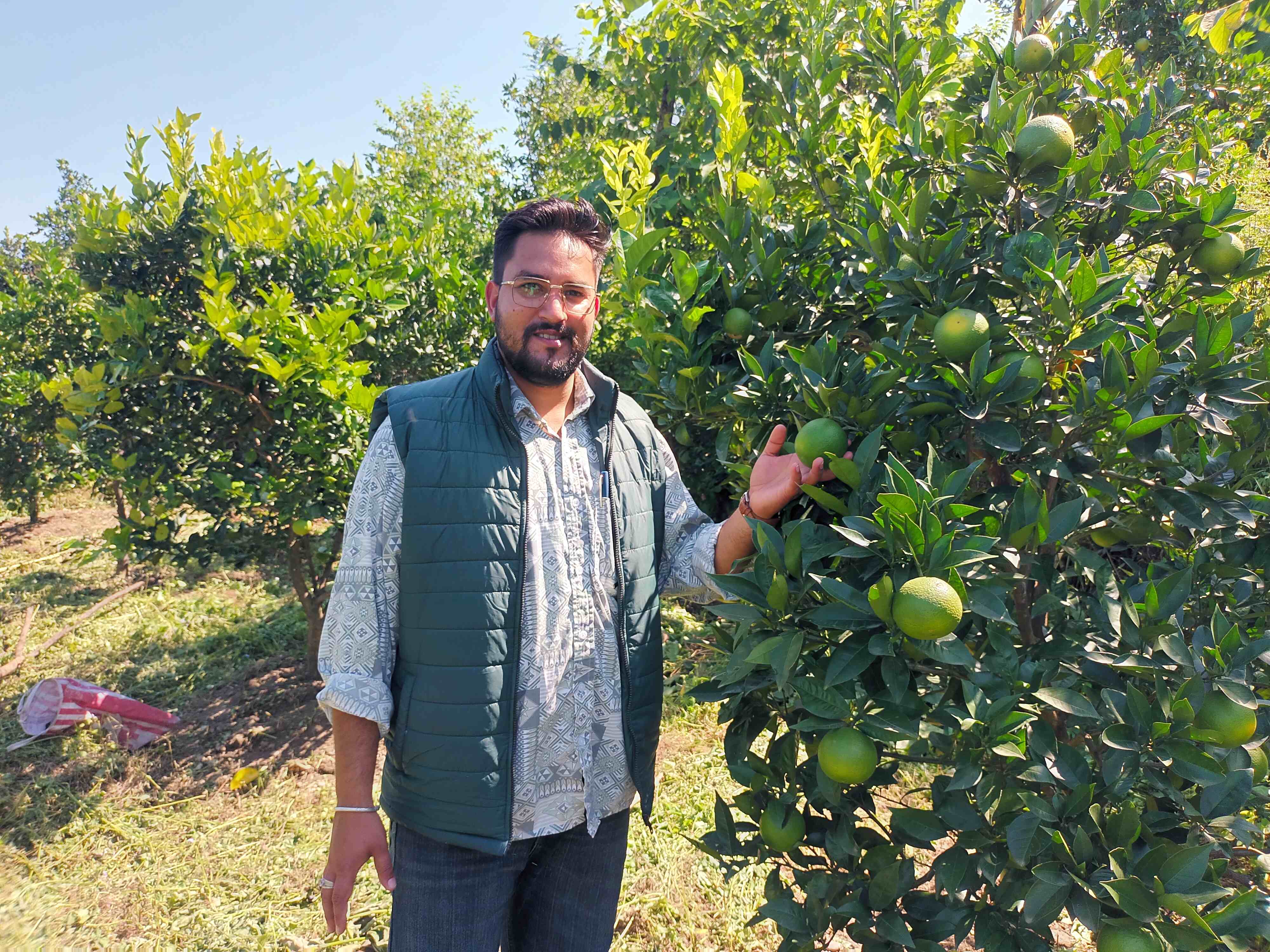 ललाणा क्लस्टर में लहलहा रही मौसम्बी की फसल। ललाणा क्लस्टर में लहलहा रही मौसम्बी की फसल।