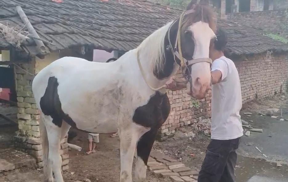 घोड़े के साथ पशुपालक घोड़े के साथ पशुपालक