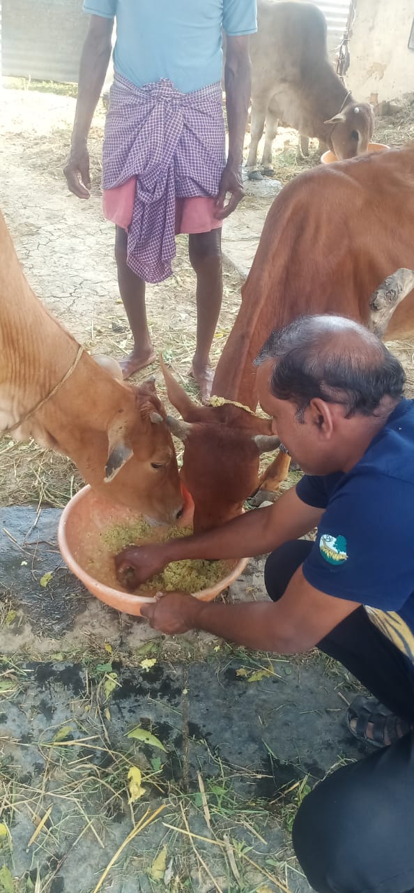 गोवर्धन पूजन के दिन गोवंश को खिचड़ी खिलाई गई। गोवर्धन पूजन के दिन गोवंश को खिचड़ी खिलाई गई।