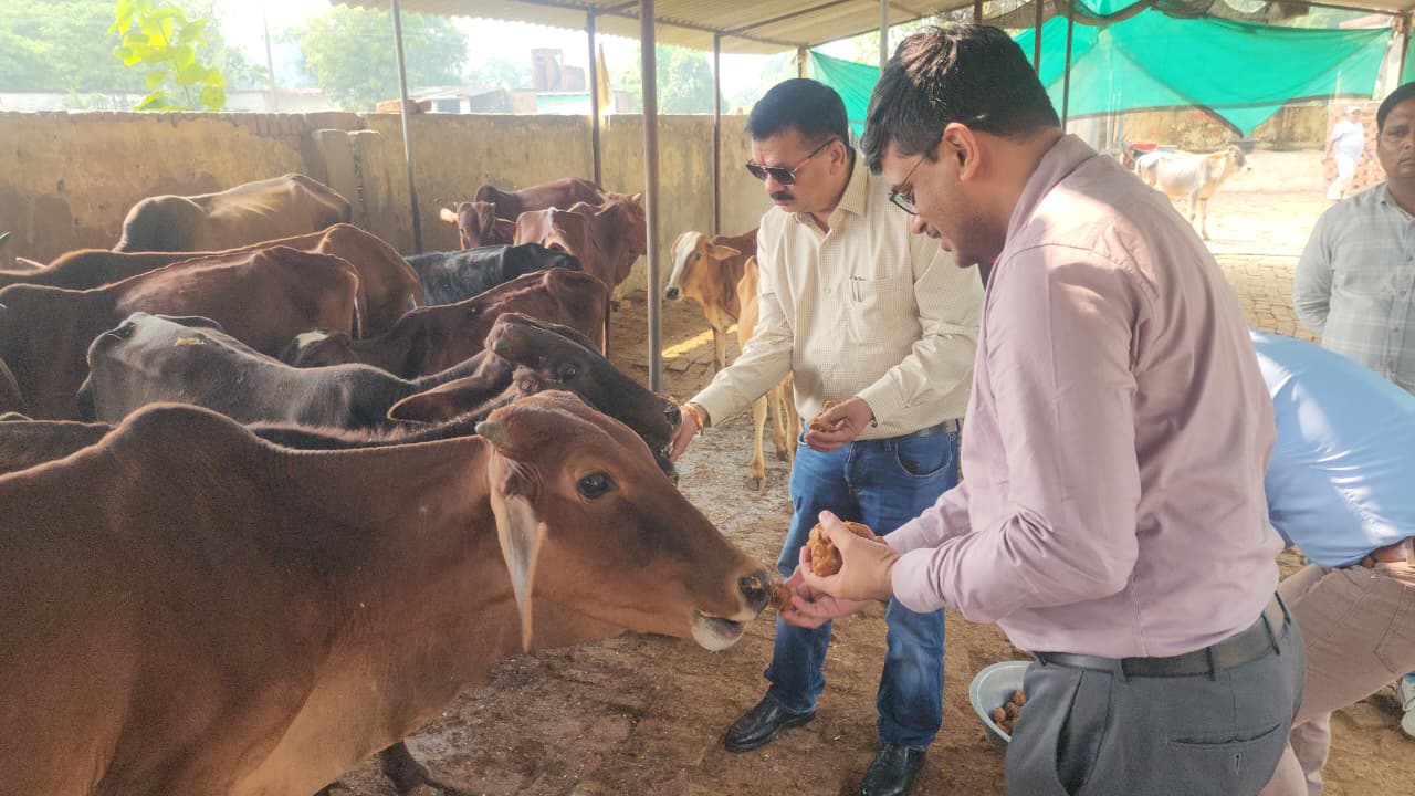 गोवर्धन पूजा पर जिलाधिकारी डॉ दिनेश चंद्र सिंह गायों को गुड खिलते हुए गोवर्धन पूजा पर जिलाधिकारी डॉ दिनेश चंद्र सिंह गायों को गुड खिलते हुए