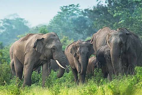 हाथियों का तांडव हाथियों का तांडव