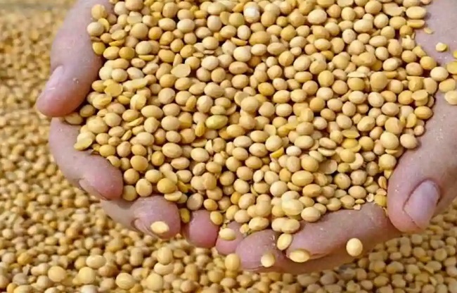 सोयाबीन खरीदी