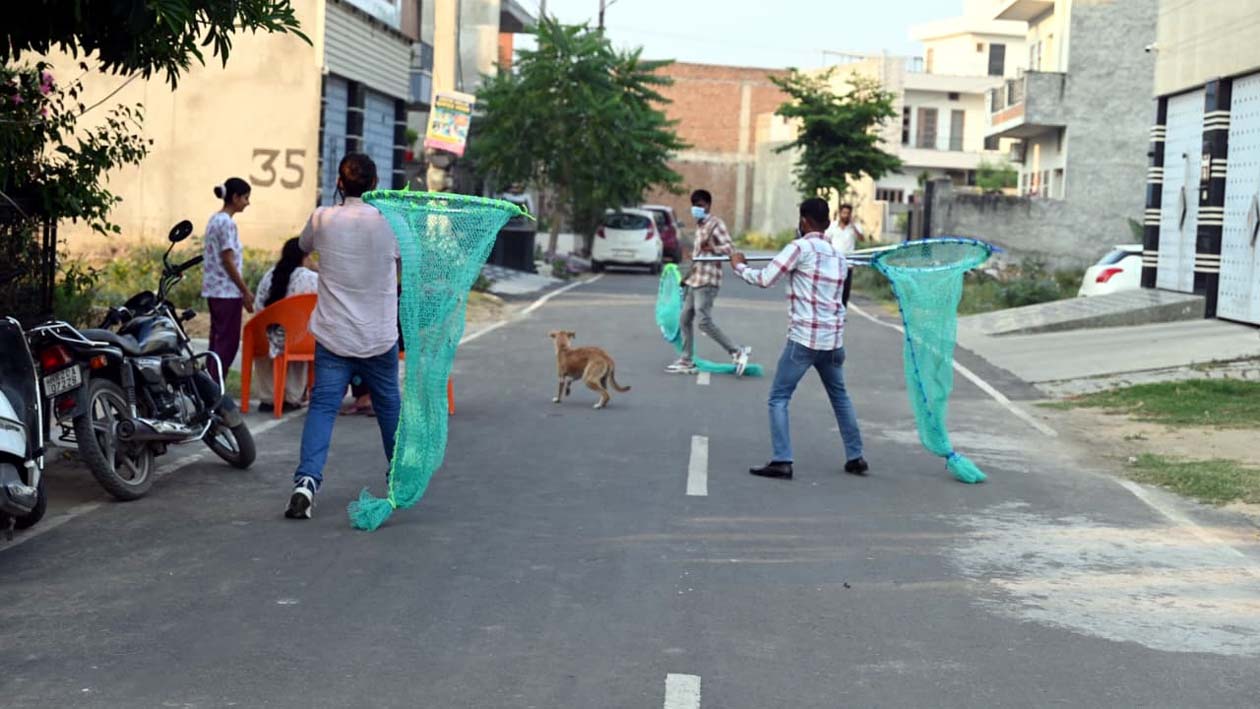 कुत्तों को पकड़कर ले जाते एजेंसी के कर्मचारी। कुत्तों को पकड़कर ले जाते एजेंसी के कर्मचारी।