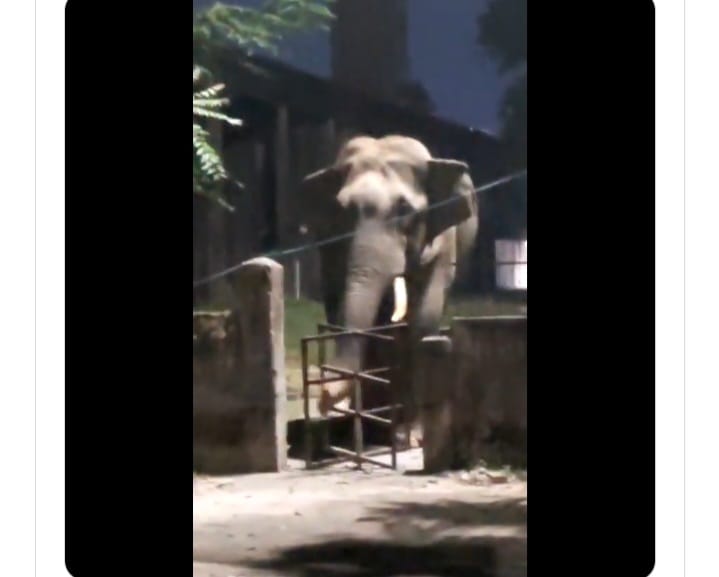 गेट तोड़ने का प्रयास करता हाथी गेट तोड़ने का प्रयास करता हाथी
