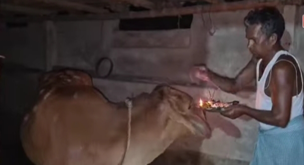 झाड़ग्राम में पारंपरिक ‘बांधना पर्व’, झाड़ग्राम में पारंपरिक ‘बांधना पर्व’,