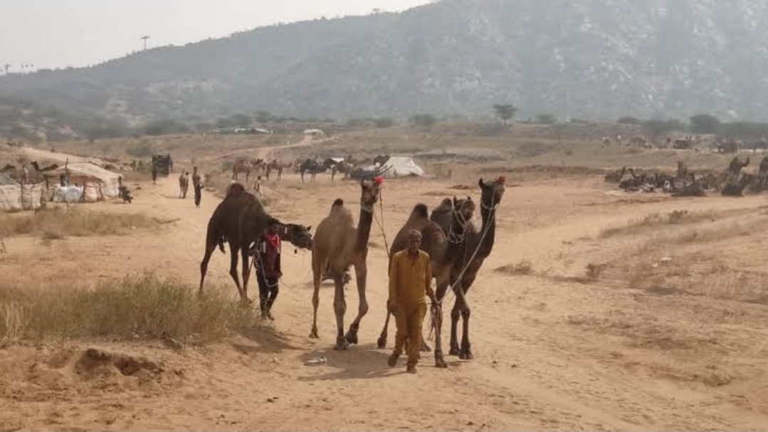 अंतर्राष्ट्रीय पुष्कर पशु मेले के रेतीले धोरों में बढ़ी चहल-पहल, पशुओं की खरीद-फरोख्त आज से शुरू अंतर्राष्ट्रीय पुष्कर पशु मेले के रेतीले धोरों में बढ़ी चहल-पहल, पशुओं की खरीद-फरोख्त आज से शुरू