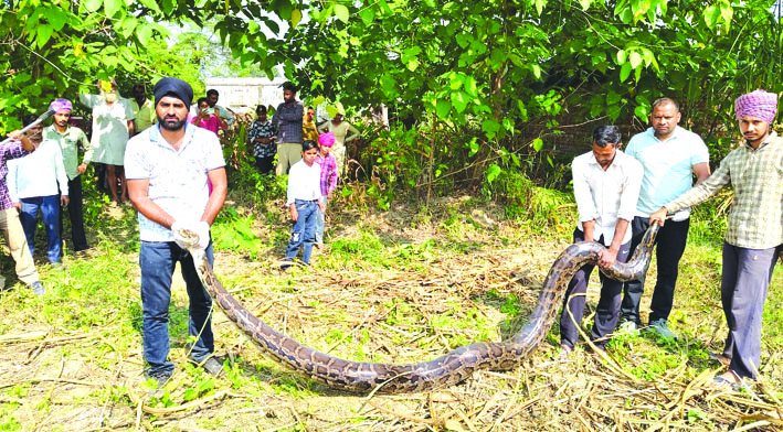 अजगर का रेस्क्ूय करते हुए