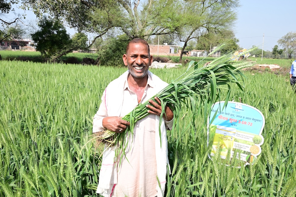 गेहूं की कई किस्माें के बीज से मिल रही किसानों को रिकॉर्ड उपज, इस साल भी इन्हीं किस्मों पर भरोसे का रुझान गेहूं की कई किस्माें के बीज से मिल रही किसानों को रिकॉर्ड उपज, इस साल भी इन्हीं किस्मों पर भरोसे का रुझान