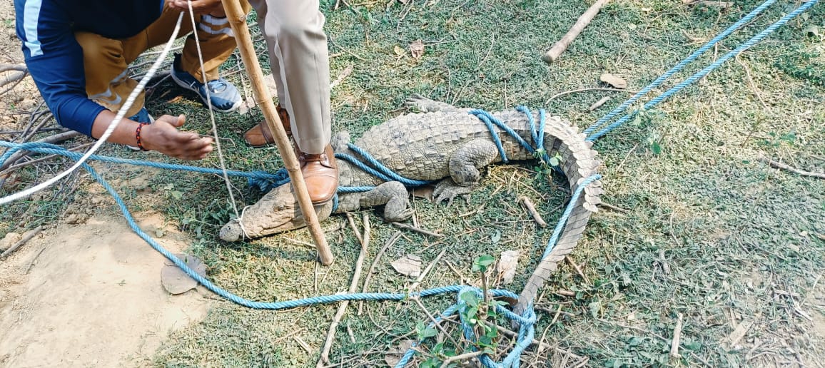 मगरमच्छ को सुरक्षित बाहर निकालते वनकर्मी मगरमच्छ को सुरक्षित बाहर निकालते वनकर्मी