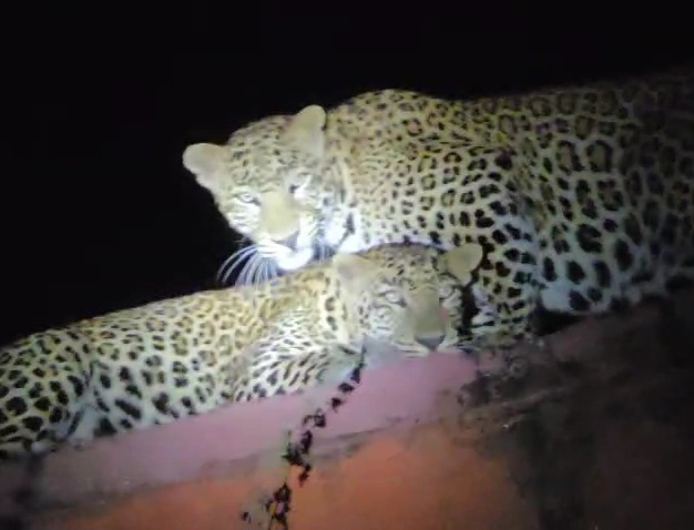 चित्तौड़गढ़ जिले के कन्नौज में दिखाई दिया पैंथर का जोड़ा। चित्तौड़गढ़ जिले के कन्नौज में दिखाई दिया पैंथर का जोड़ा।