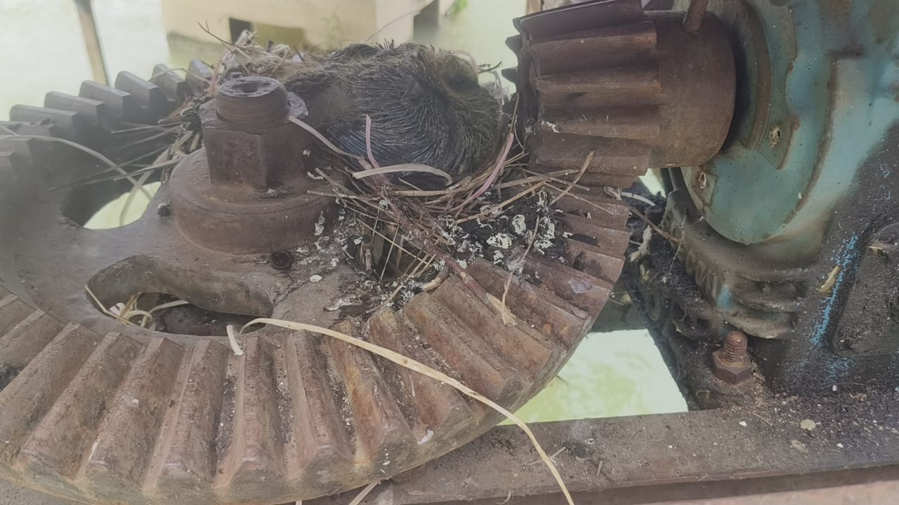 कबुतर की बीट