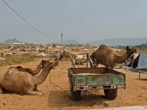 पुष्कर मेला 2025 पुष्कर मेला 2025