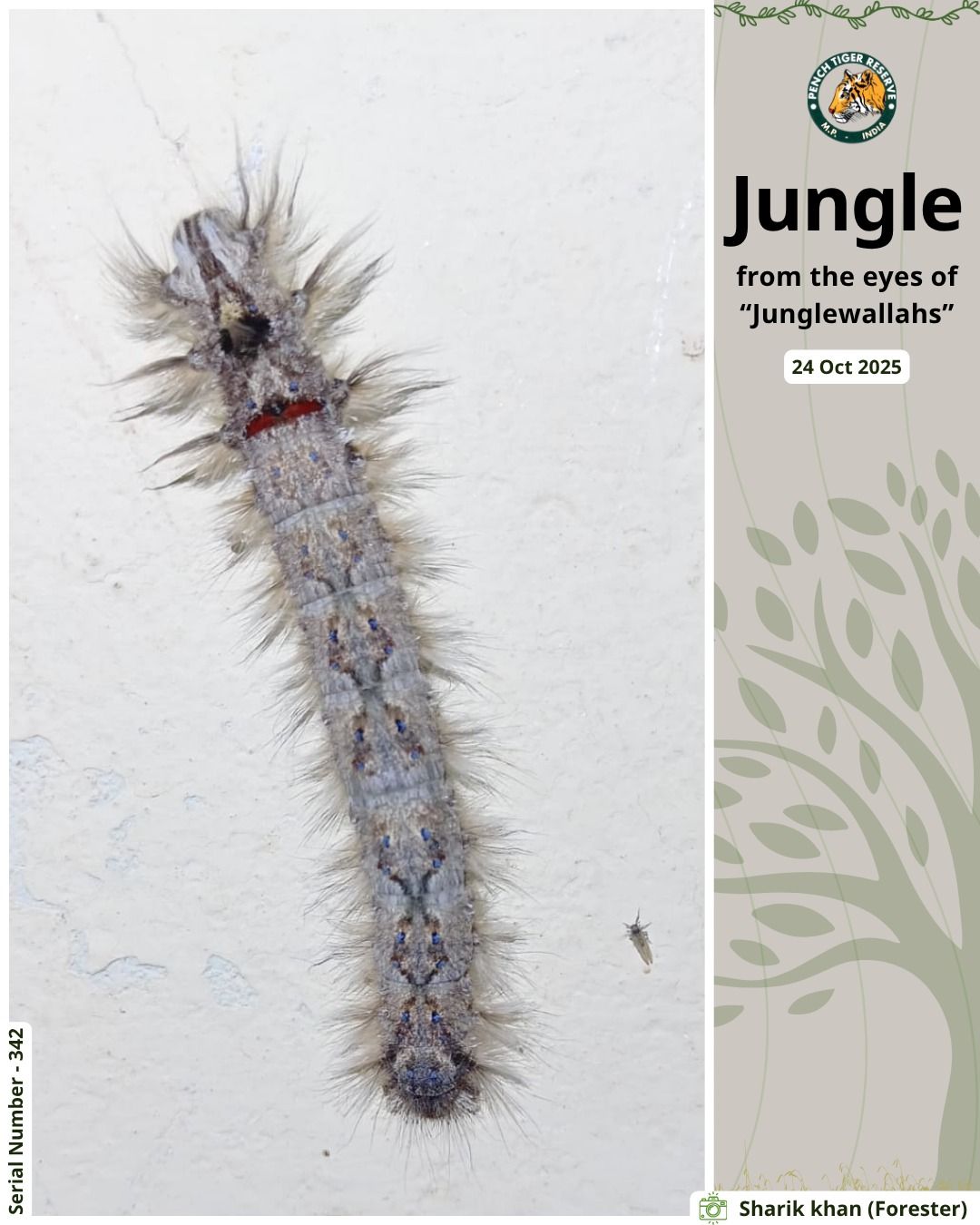 Seoni: Through the eyes of the forest dwellers – stunning photography by Shariq Khan, a forester from Pench Seoni: Through the eyes of the forest dwellers – stunning photography by Shariq Khan, a forester from Pench