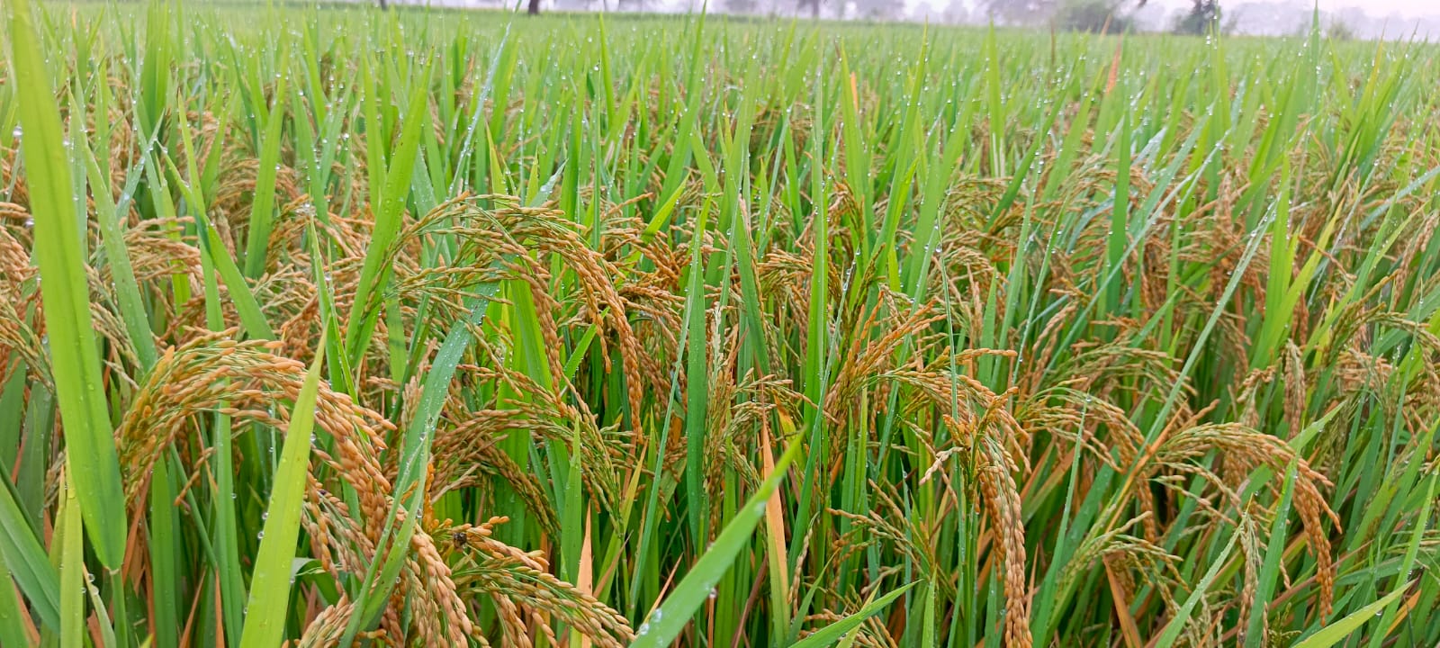 अंचल में तैयार हो रही धान फसल। अंचल में तैयार हो रही धान फसल।