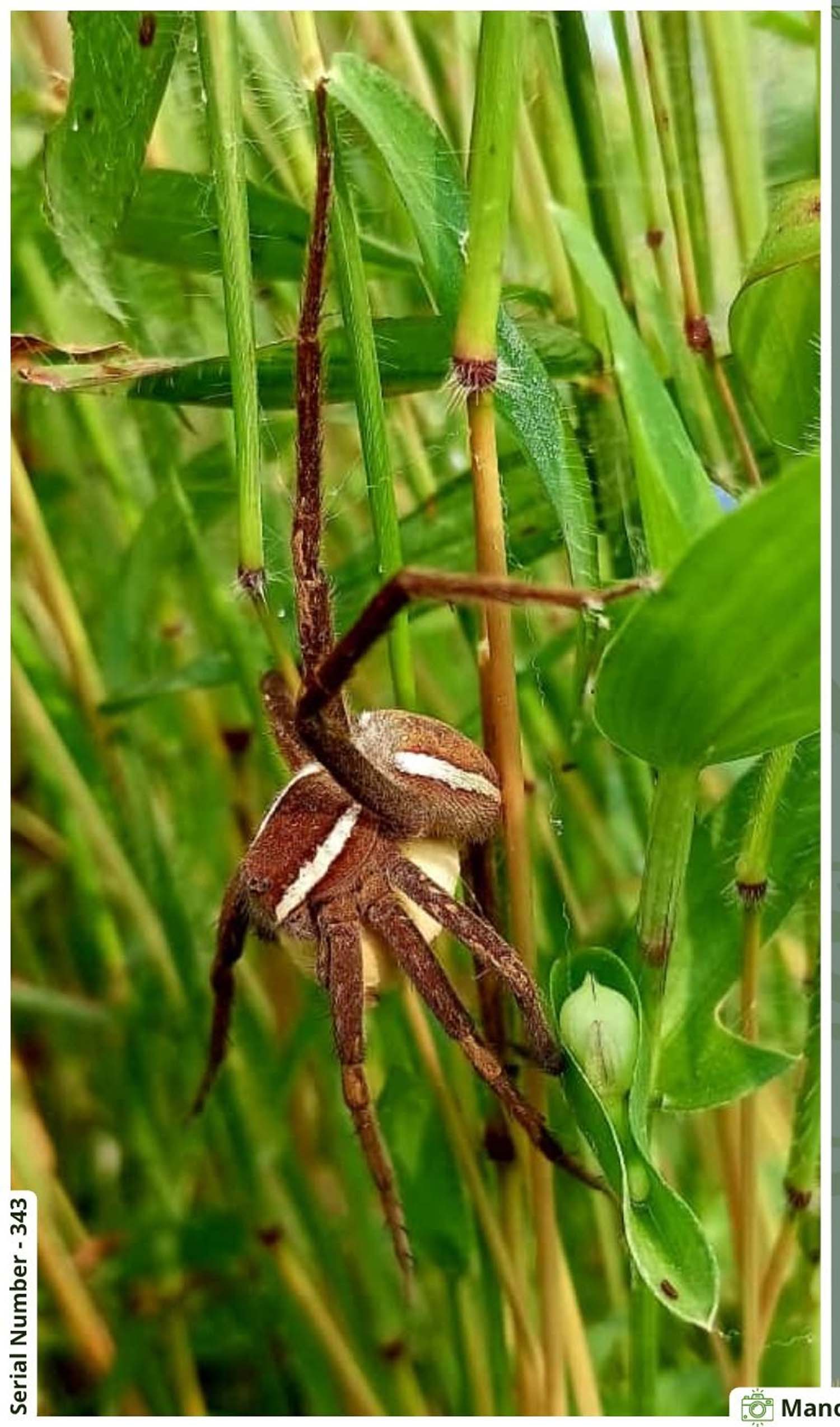 Seoni: New poster of Junglewala Speaks series released from Pench Tiger Reserve