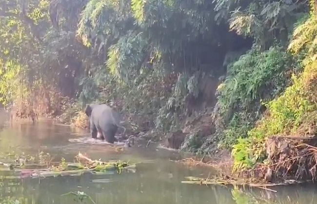 जंगल में वापस जाते हाथी